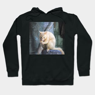 Golden Brushtail Possum Hoodie